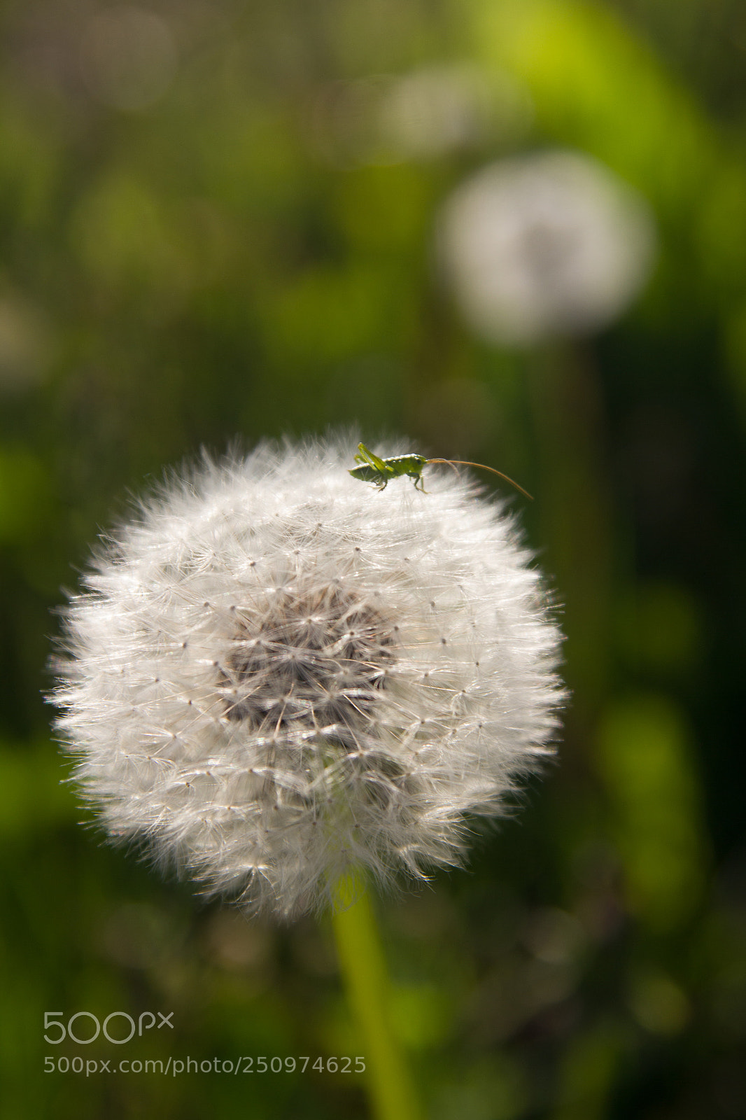 Canon EOS 550D (EOS Rebel T2i / EOS Kiss X4) sample photo. A small grasshopper on photography