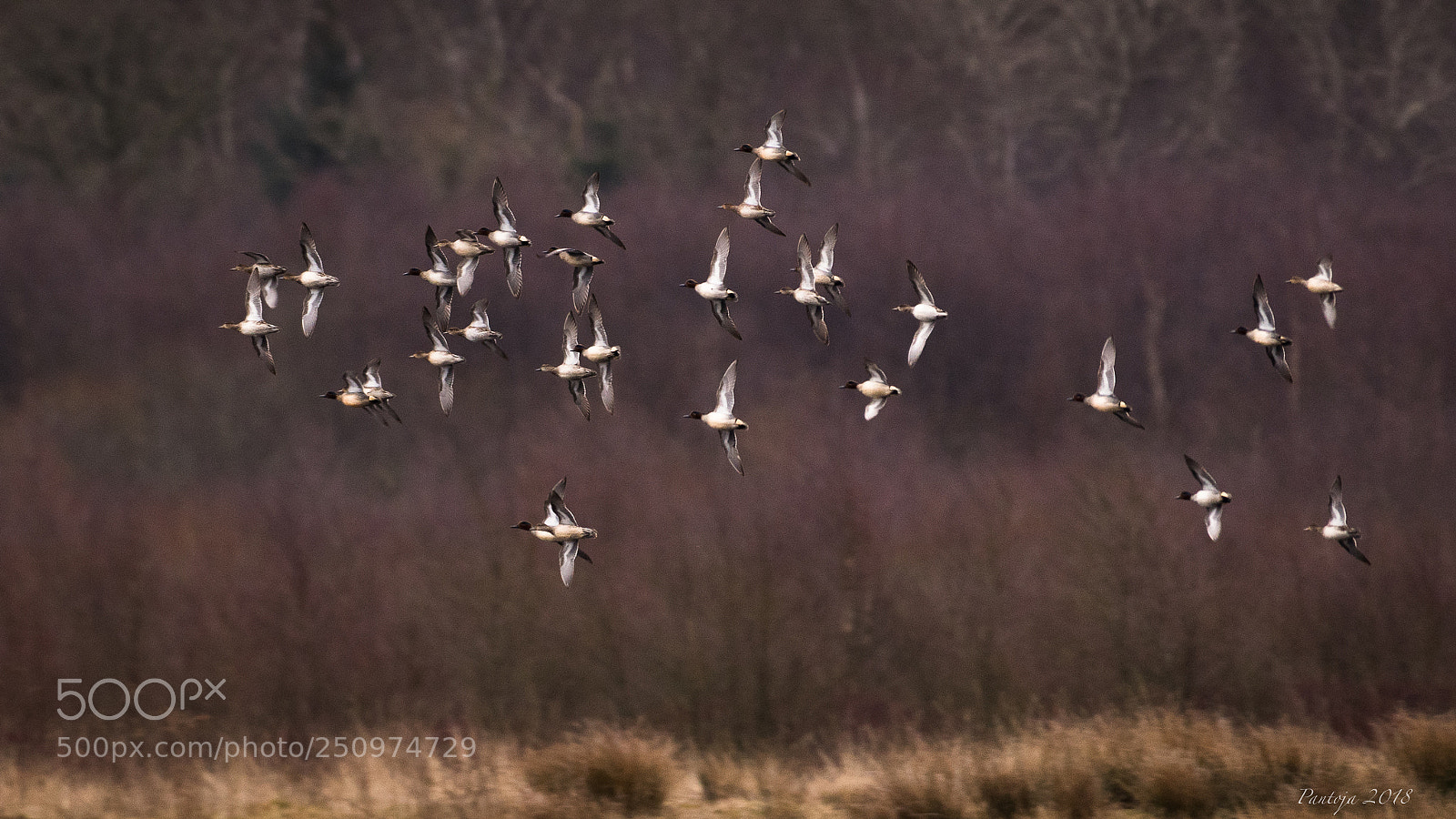 Nikon D500 sample photo. Ducks photography