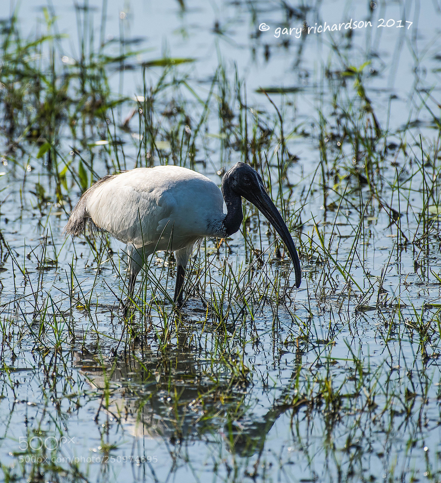 Nikon D810 sample photo. Black headed ibis bundala photography