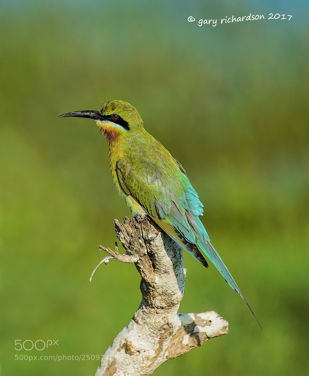 Nikon D810 sample photo. Blue tailed bee eater photography