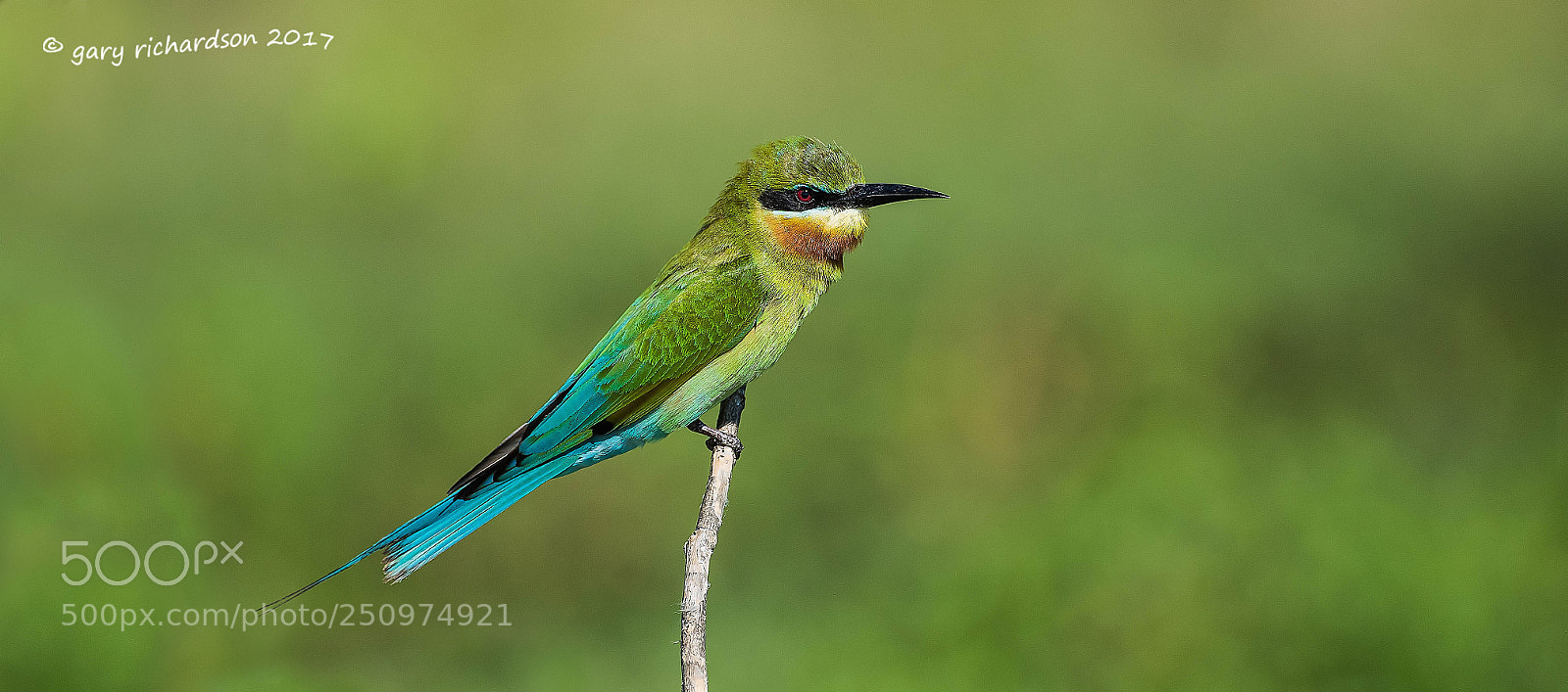 Nikon D810 sample photo. Blue tailed bee eater photography