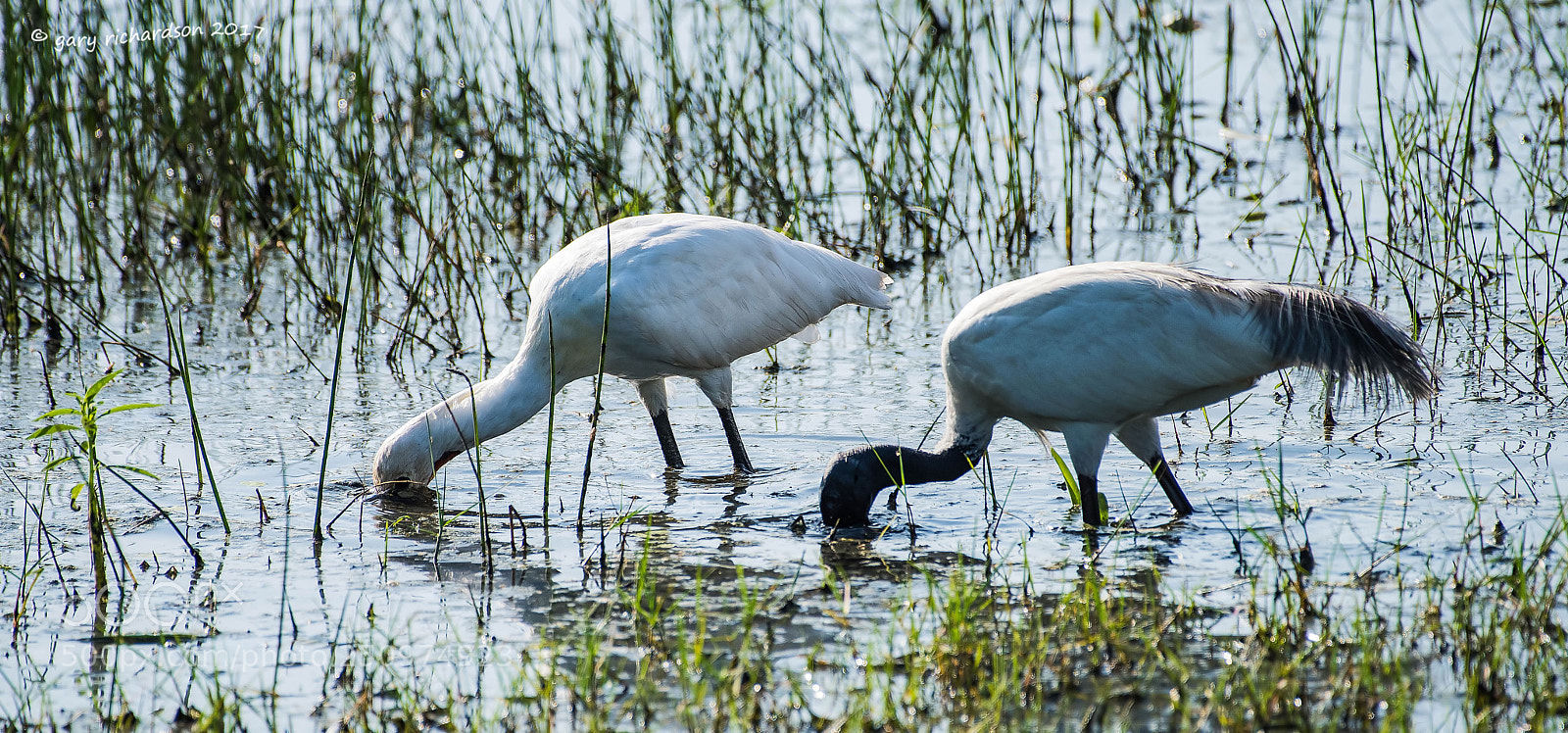 Nikon D810 sample photo. Eurasian spoonbill bundala sri photography