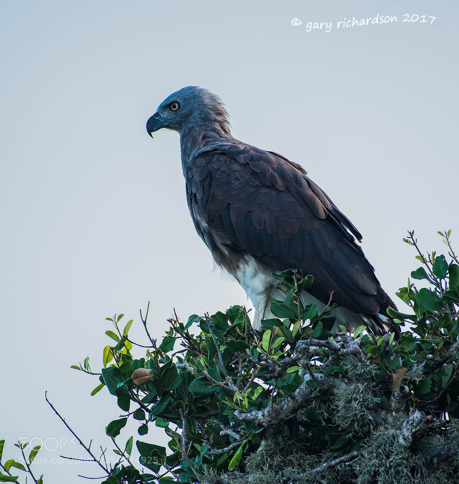 Nikon D810 sample photo. Grey headed fish eagle photography