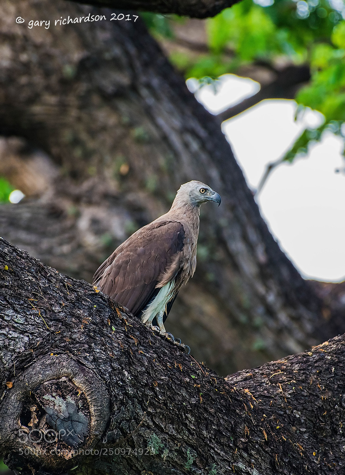 Nikon D810 sample photo. Grey headed fish eagle photography