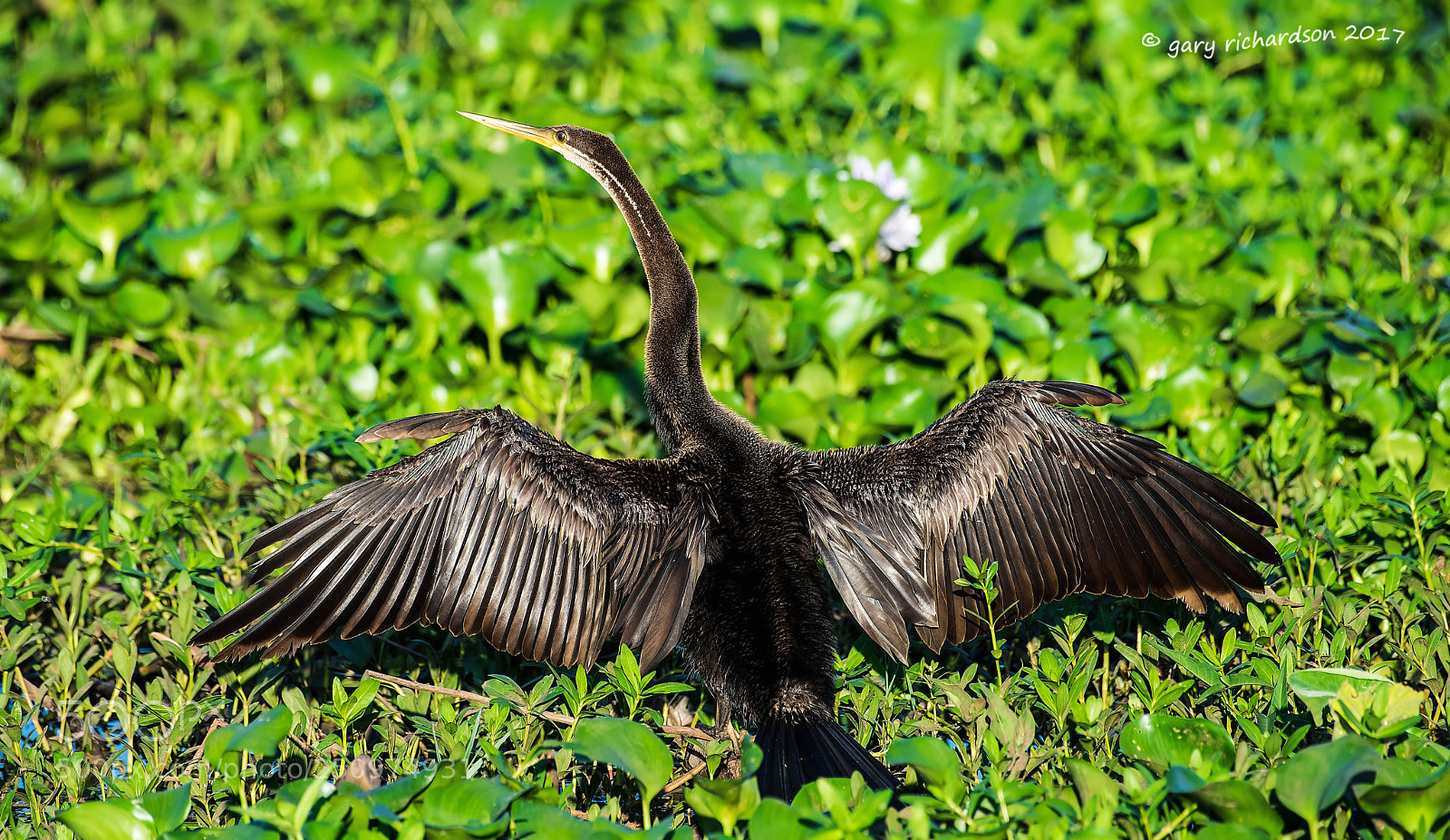 Nikon D810 sample photo. Indian darter tissamaharama sri photography