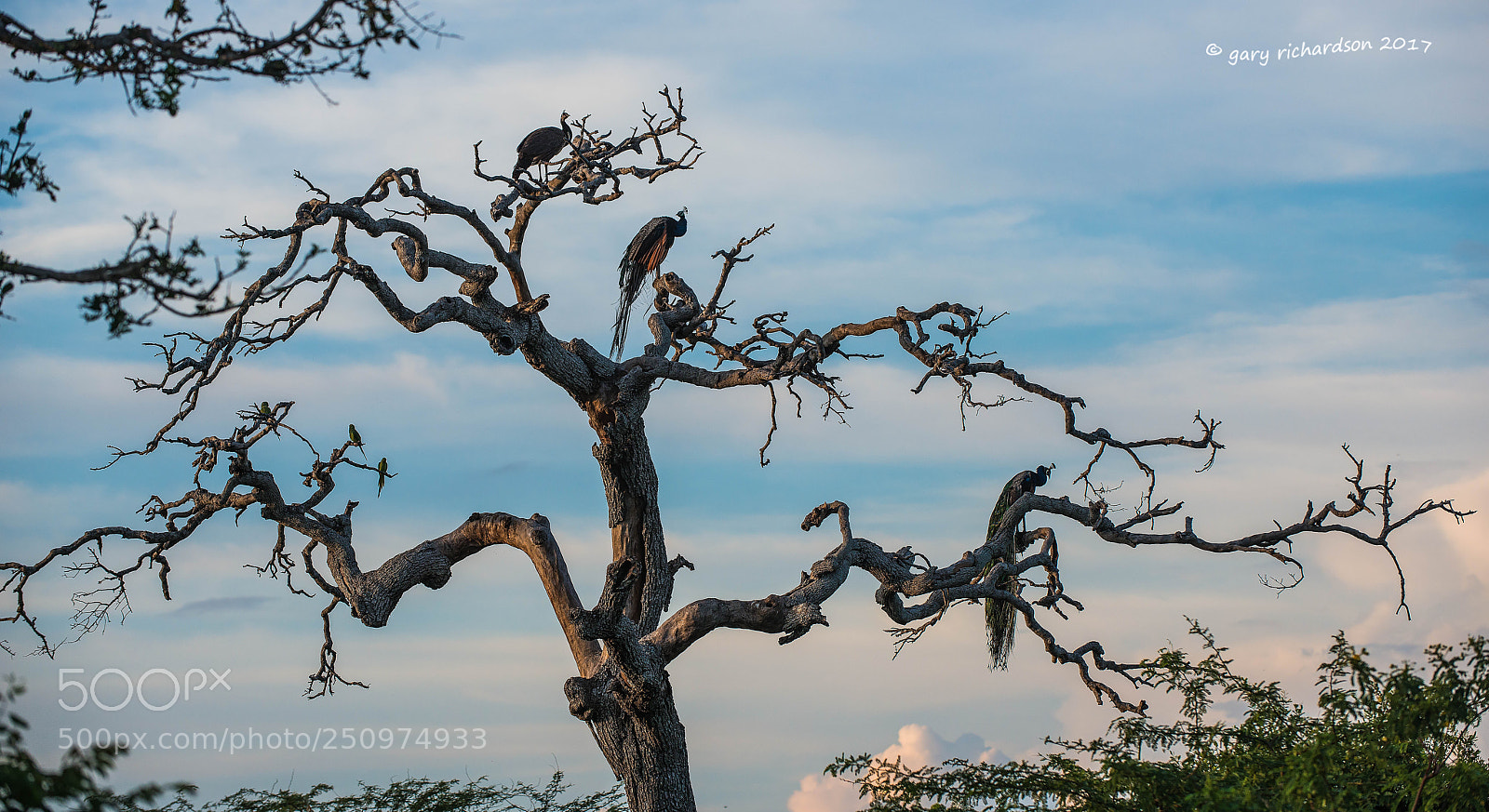 Nikon D800 sample photo. Indian peafowl bundala sri photography