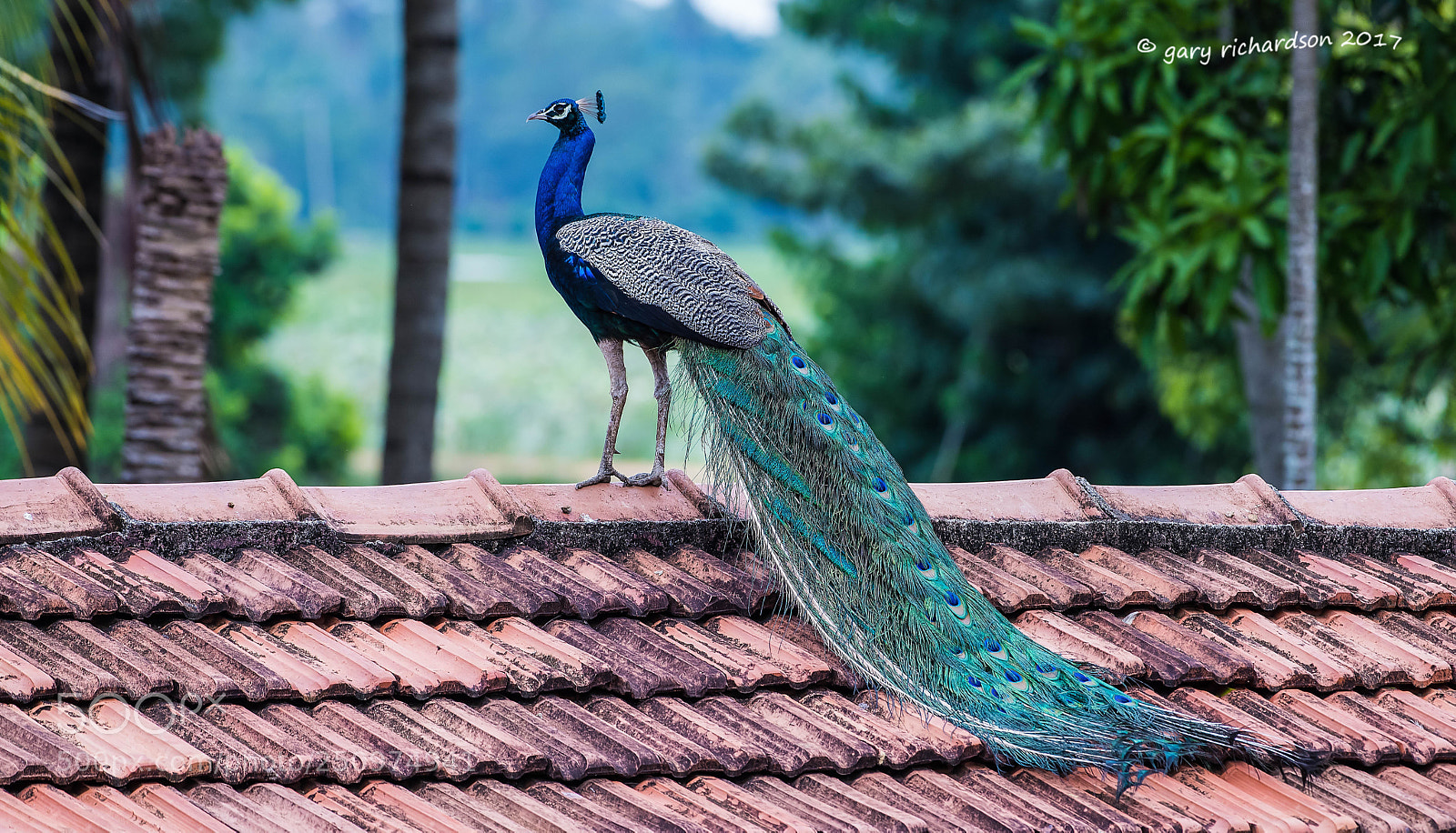 Nikon D810 sample photo. Indian peafowl tissamaharama sri photography