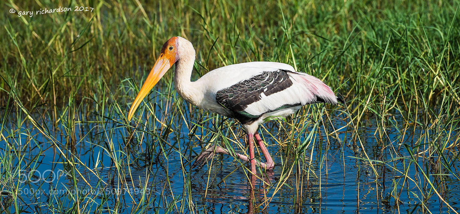 Nikon D810 sample photo. Painted stork bundala sri photography