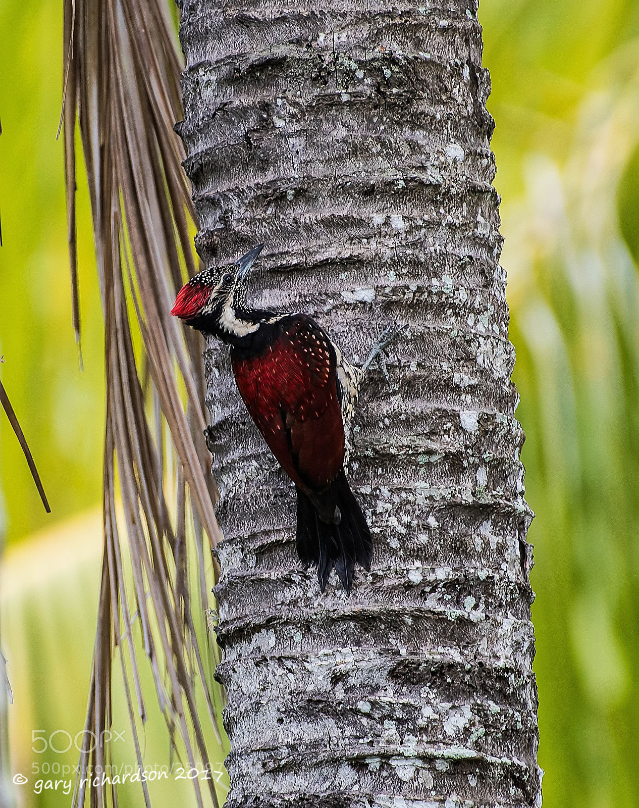 Nikon D810 sample photo. Lesser goldenback woodpecker tissamaharama photography
