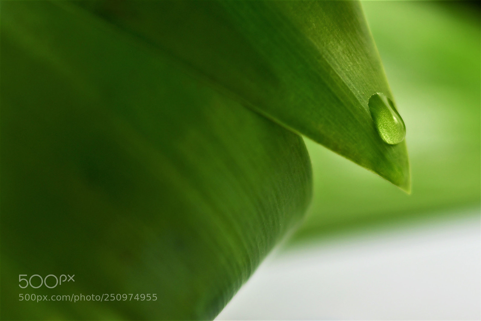 Nikon D500 sample photo. Stock edited photography