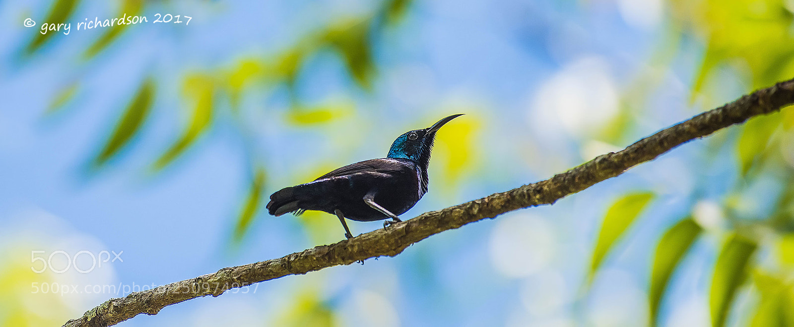 Nikon D810 sample photo. Purple sunbird tangalle sri photography