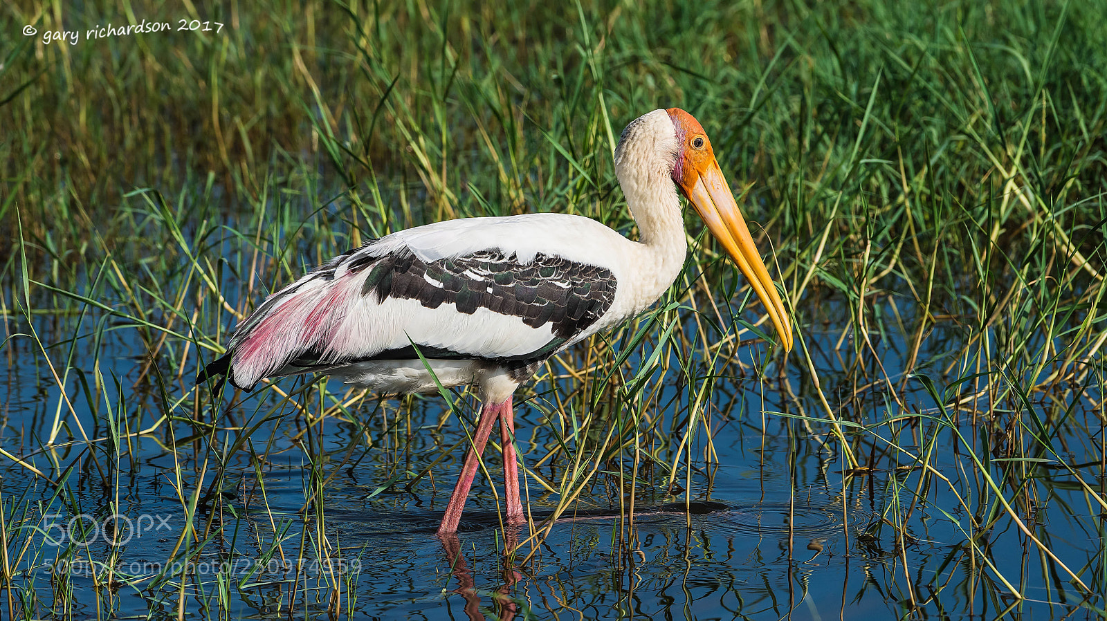 Nikon D810 sample photo. Painted stork bundala sri photography