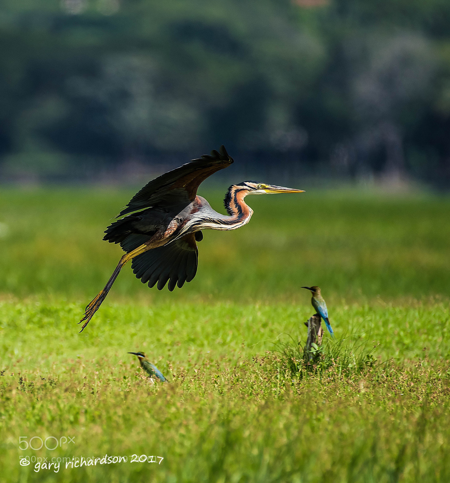 Nikon D810 sample photo. Purple heron tissamaharama sri photography