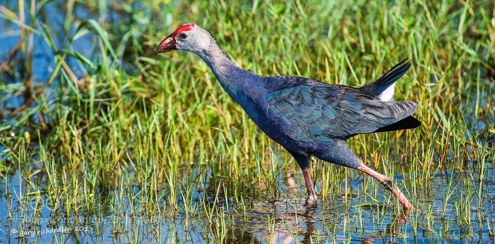 Nikon D810 sample photo. Purple swamphen bundala sri photography