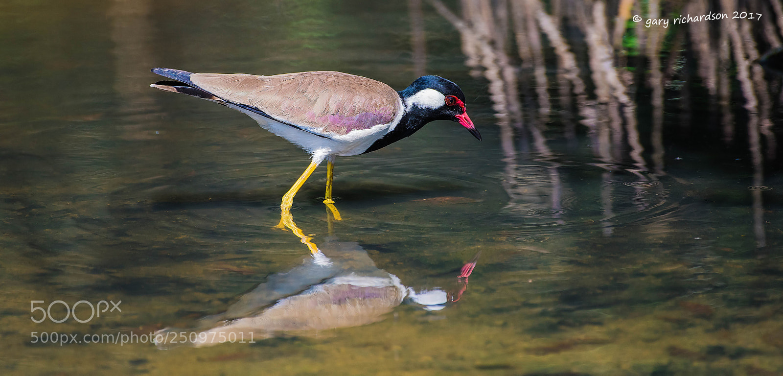 Nikon D810 sample photo. Red wattled lapwing tangalle photography