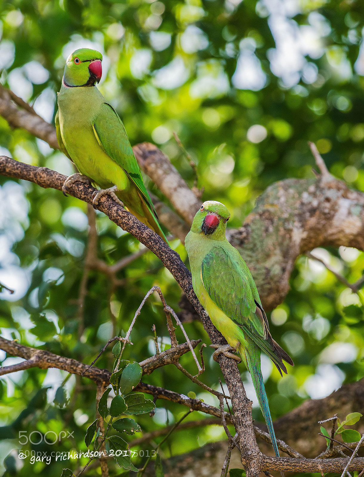 Nikon D810 sample photo. Rose ringed parakeet tangalle photography