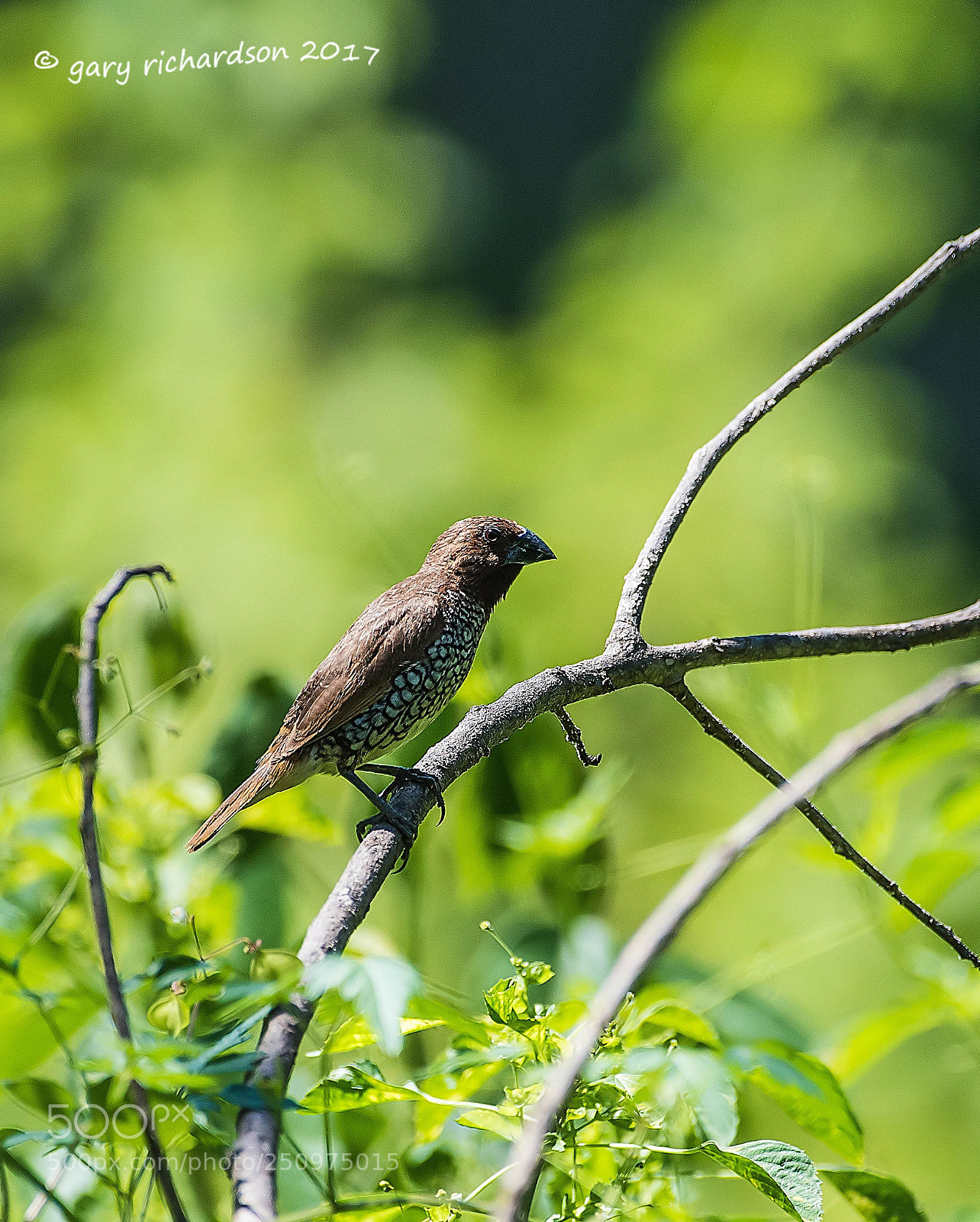Nikon D810 sample photo. Scaly breasted munia tissamaharama photography