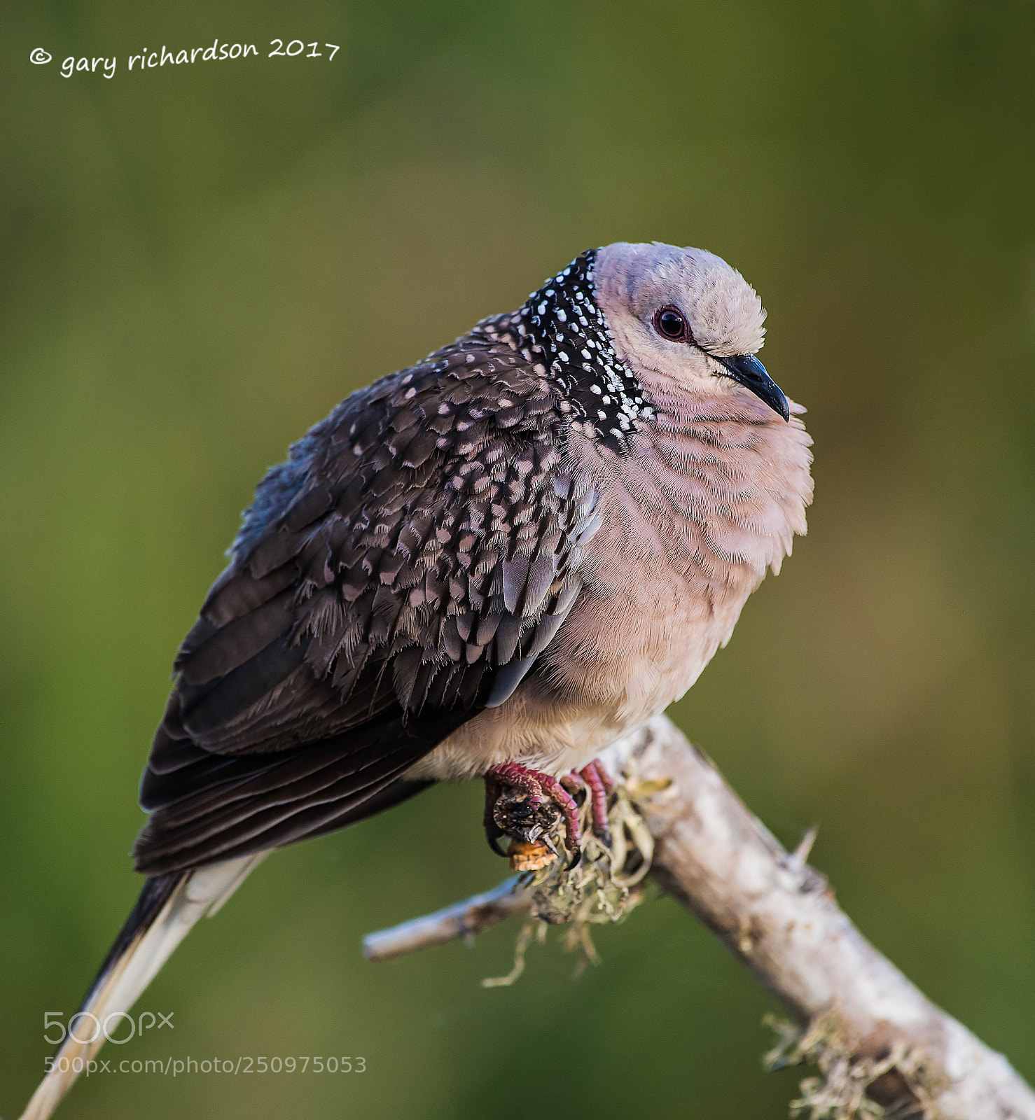 Nikon D810 sample photo. Spotted dove bundala sri photography