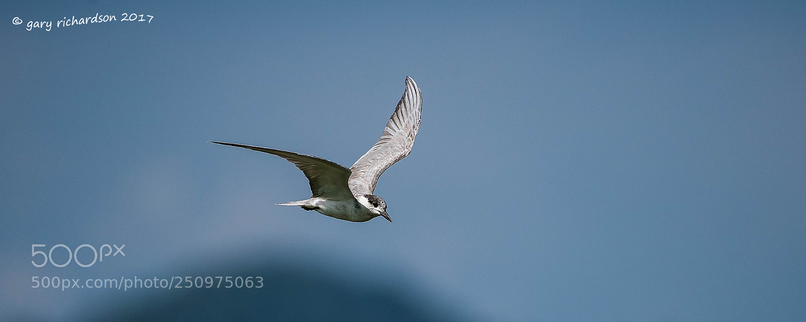 Nikon D810 sample photo. Whiskered tern tissamaharama sri photography