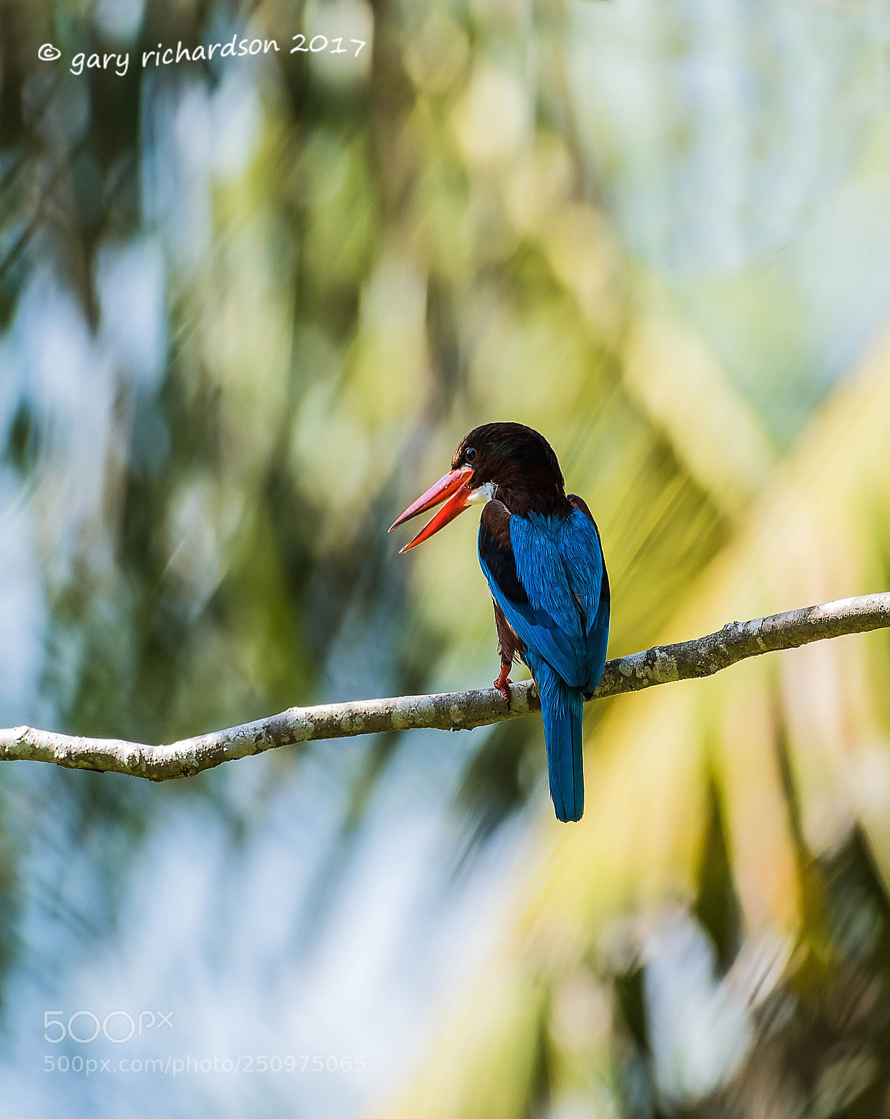 Nikon D810 sample photo. White throated kingfisher tangalle photography