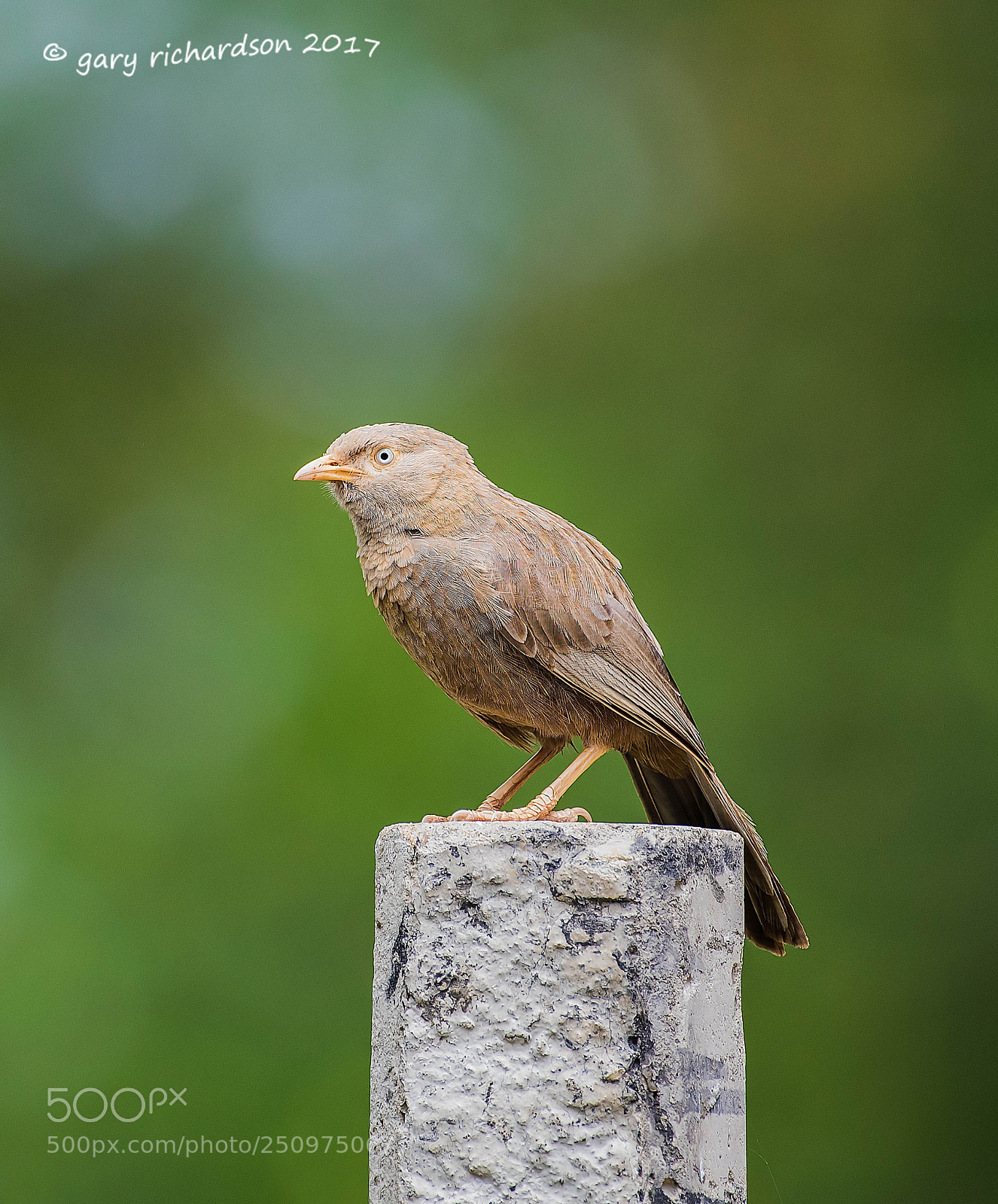 Nikon D810 sample photo. Yellow billed babbler tangalle photography