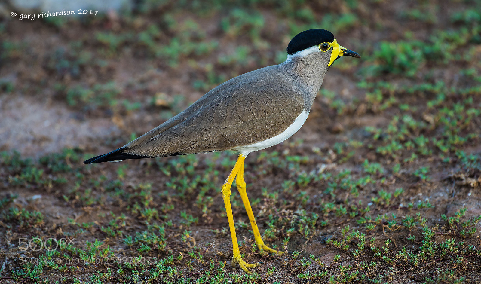Nikon D810 sample photo. Yellow wattled lapwing bundala photography
