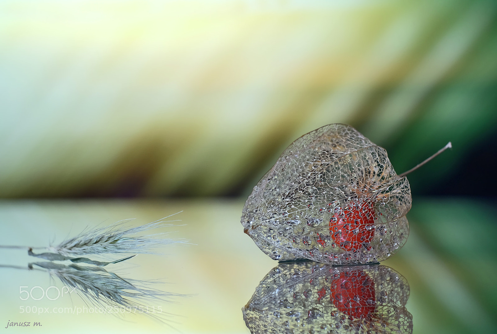 Fujifilm X-T10 sample photo. Fruit in armor .... photography