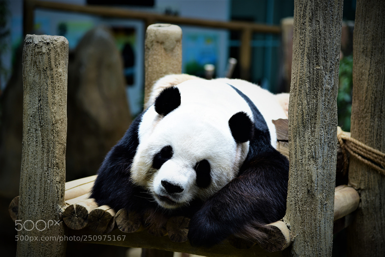 Nikon D750 sample photo. A giant panda is photography