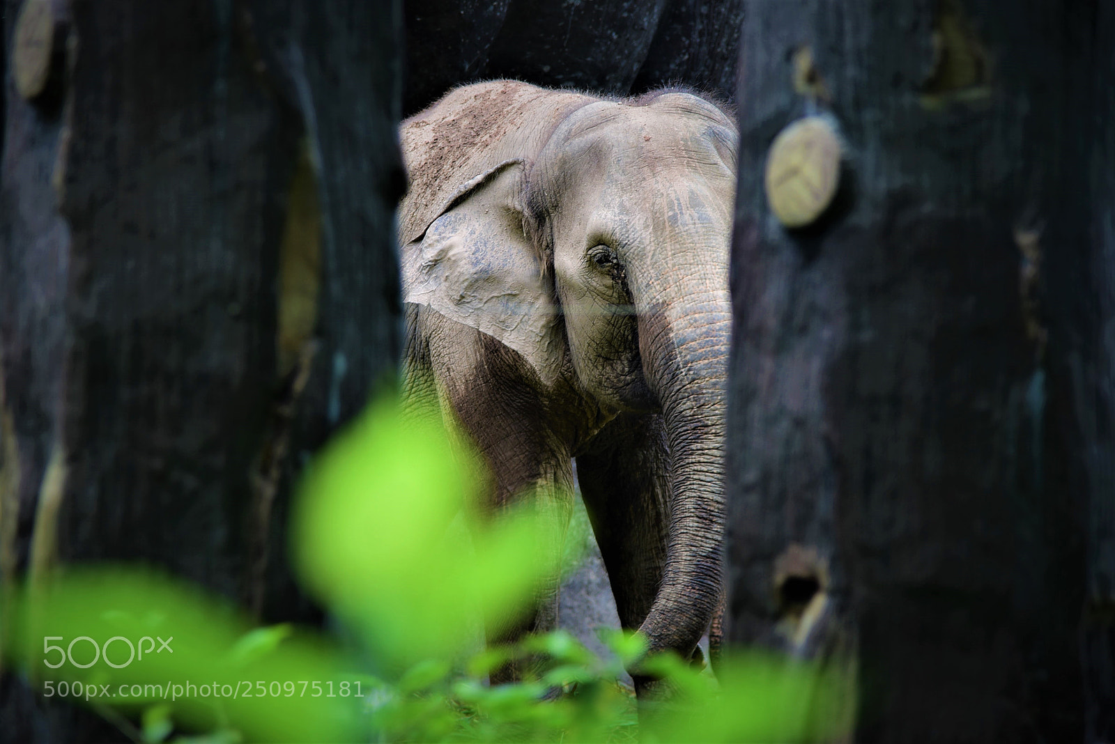 Nikon D750 sample photo. The elephant is playing photography
