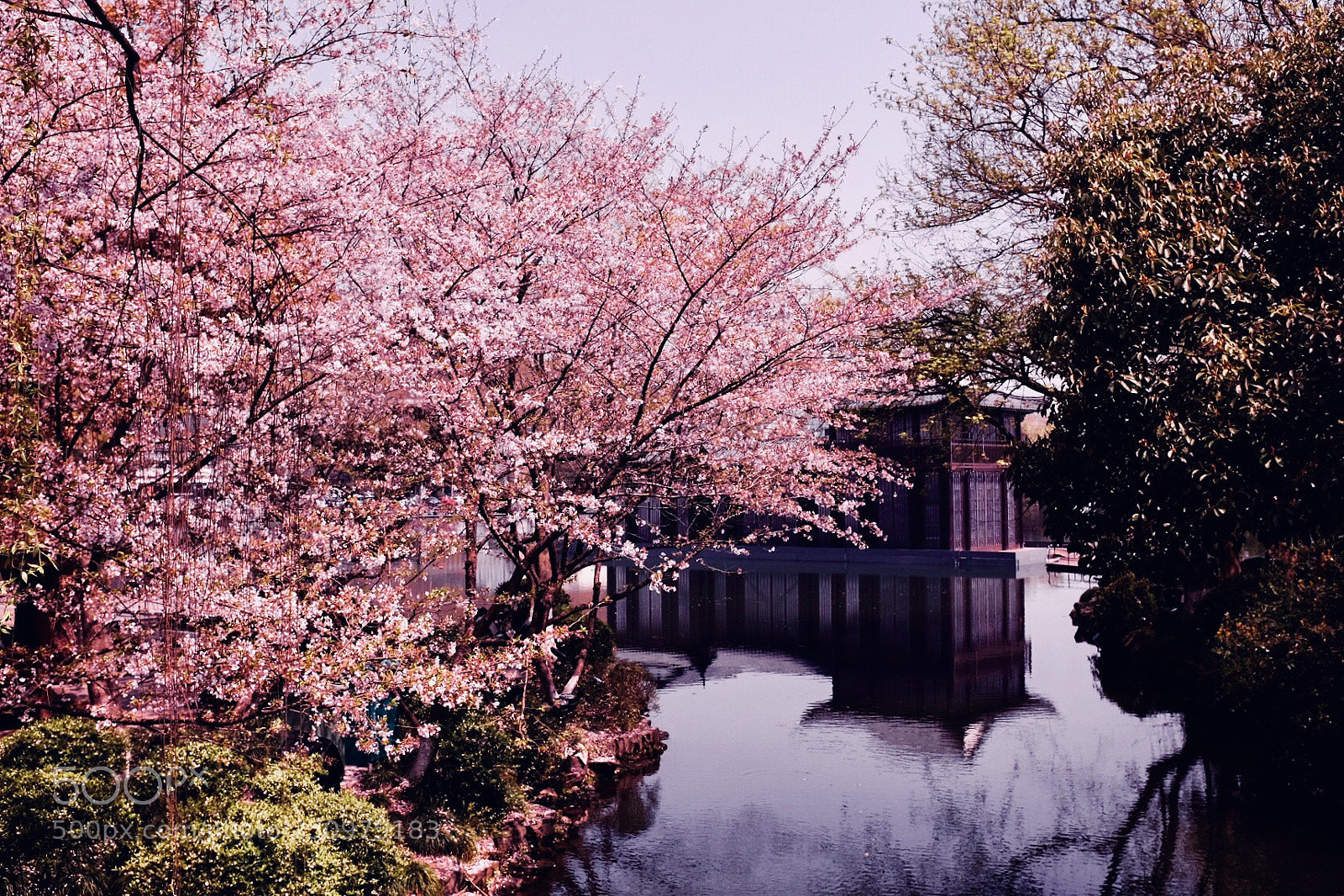 Fujifilm X100T sample photo. Cherry blossom in west photography