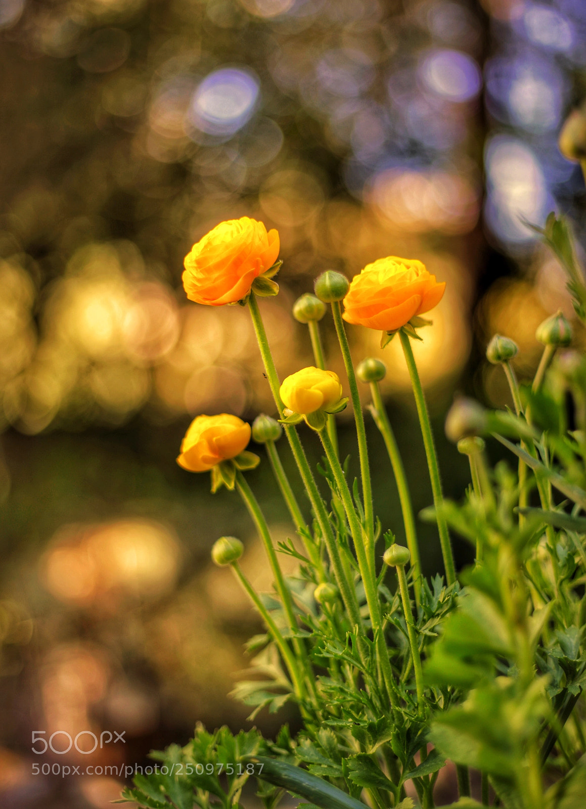 Canon EOS 5D Mark IV sample photo. Ranunculus plants photography