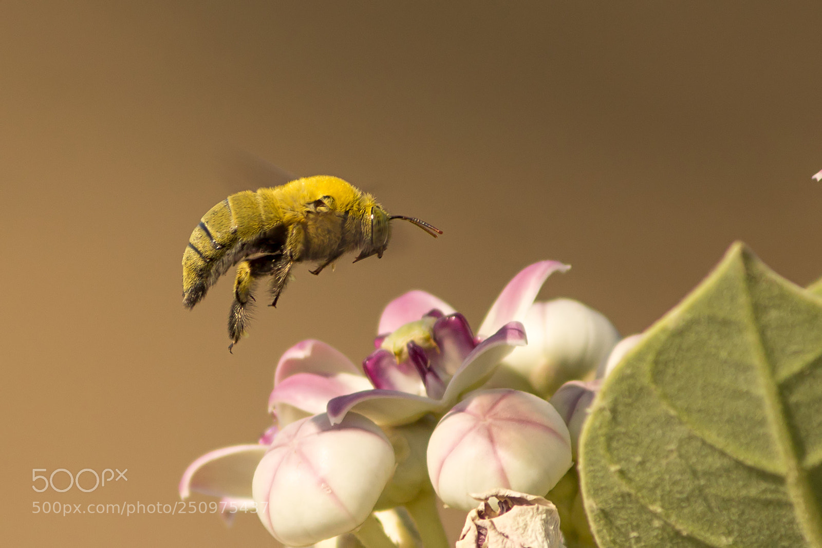 Canon EOS 1200D (EOS Rebel T5 / EOS Kiss X70 / EOS Hi) sample photo. Yellow carpenter bee motion photography