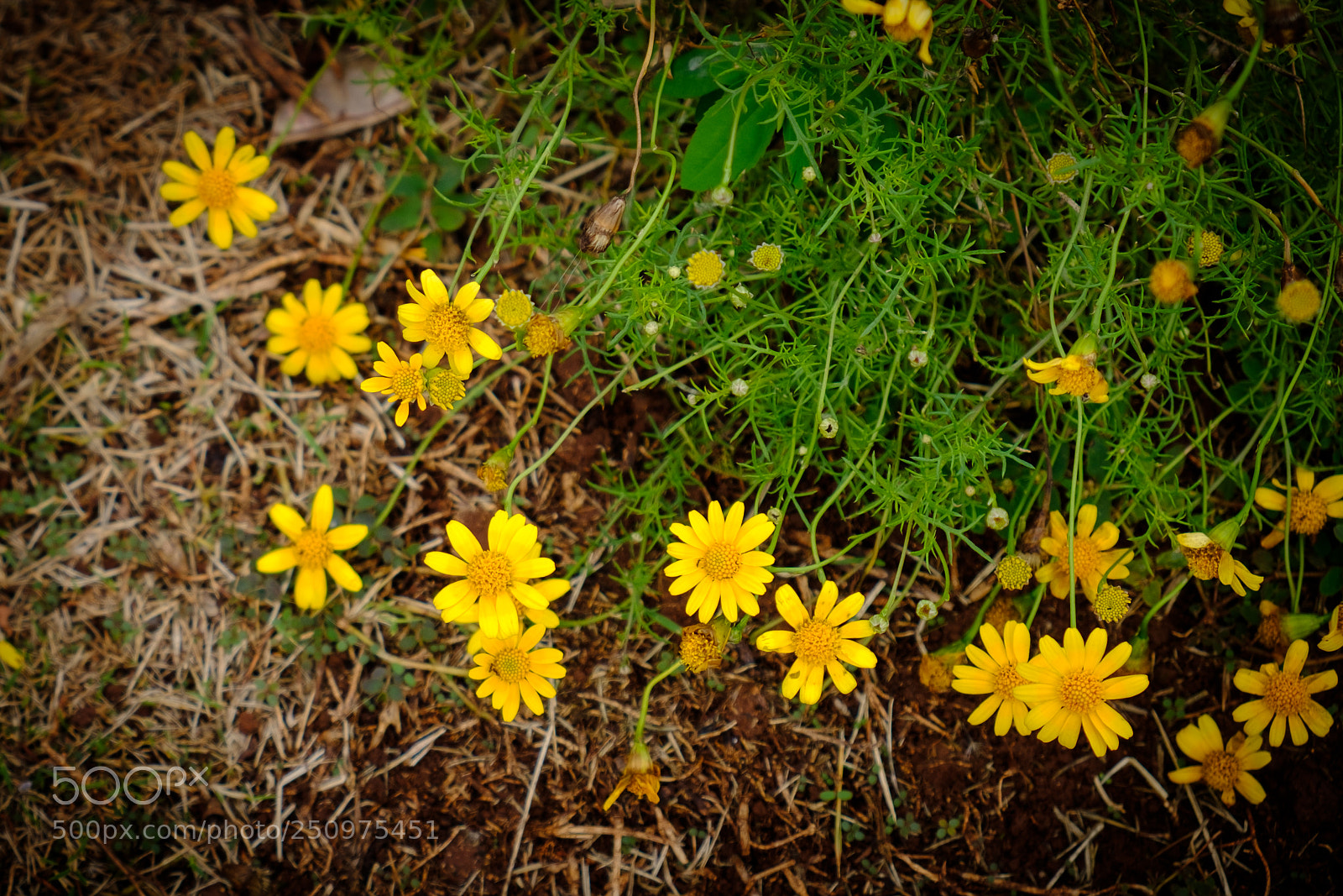 Fujifilm X-E3 sample photo. Sunny flowers photography