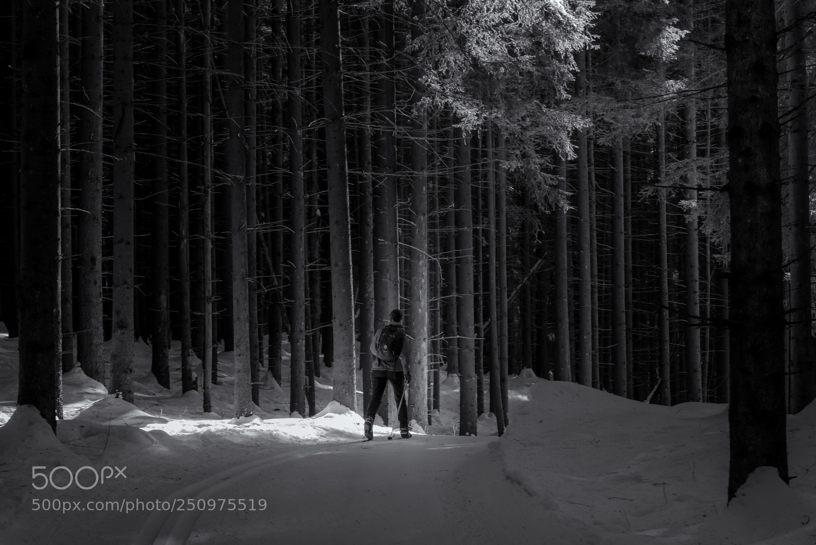 Nikon D810 sample photo. The forest photography