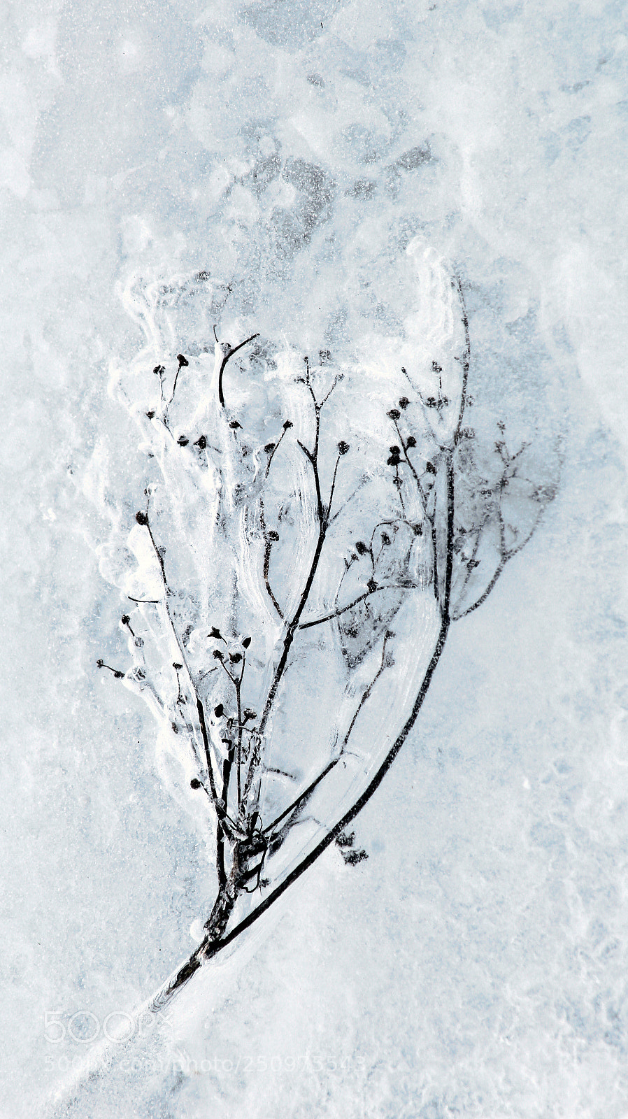 Canon EOS 1200D (EOS Rebel T5 / EOS Kiss X70 / EOS Hi) sample photo. Frozen plant photography