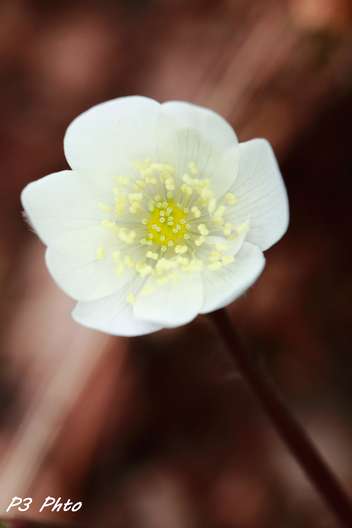 Canon EF 100mm F2.8L Macro IS USM sample photo. Img photography