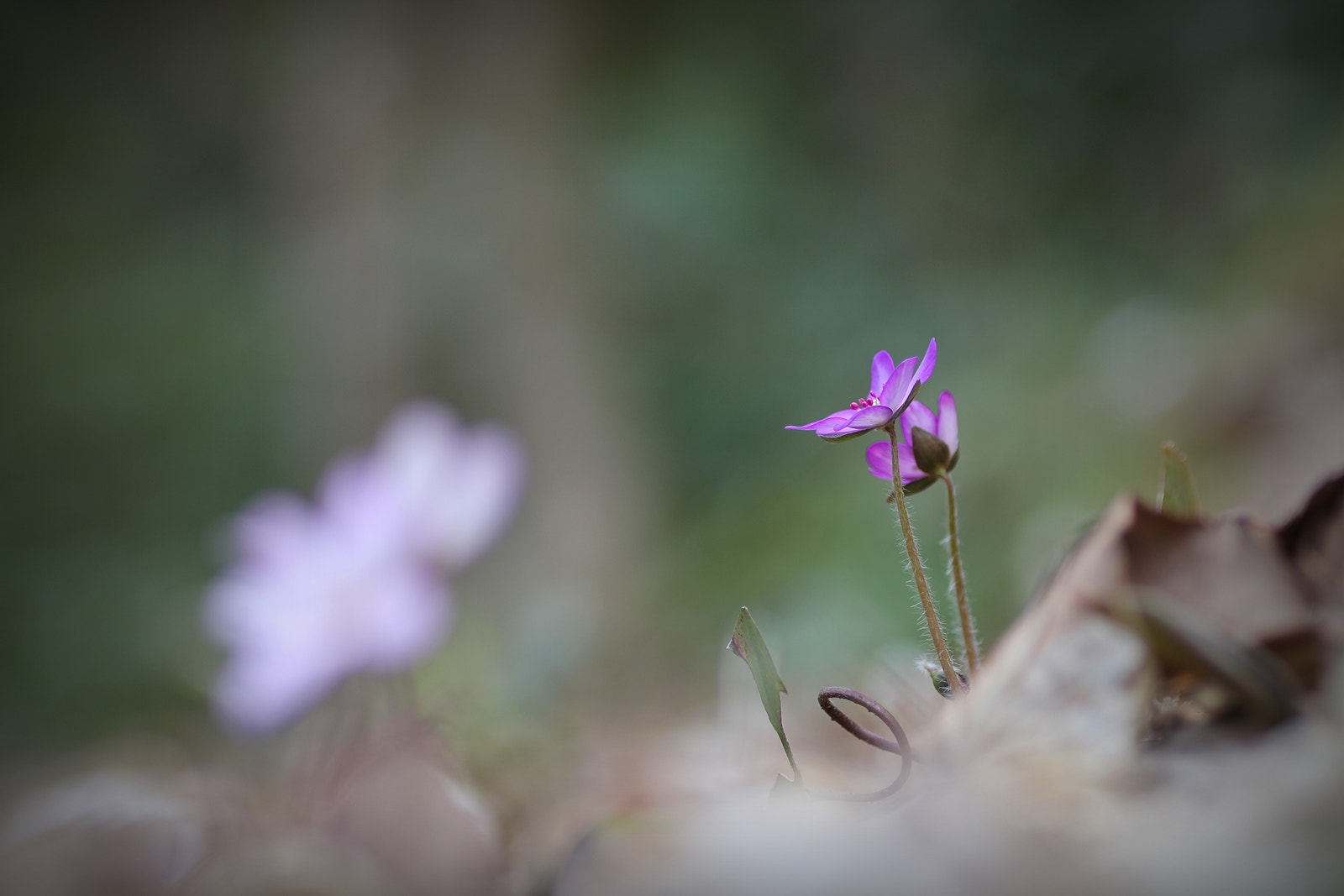 Canon EOS 60D + Tamron SP AF 90mm F2.8 Di Macro sample photo. Spring!! 2 photography