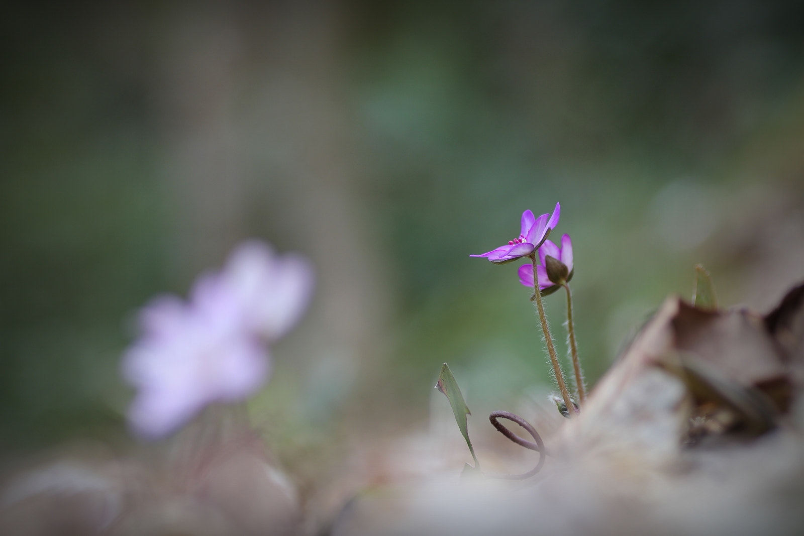 Tamron SP AF 90mm F2.8 Di Macro sample photo. Spring!! 2 photography