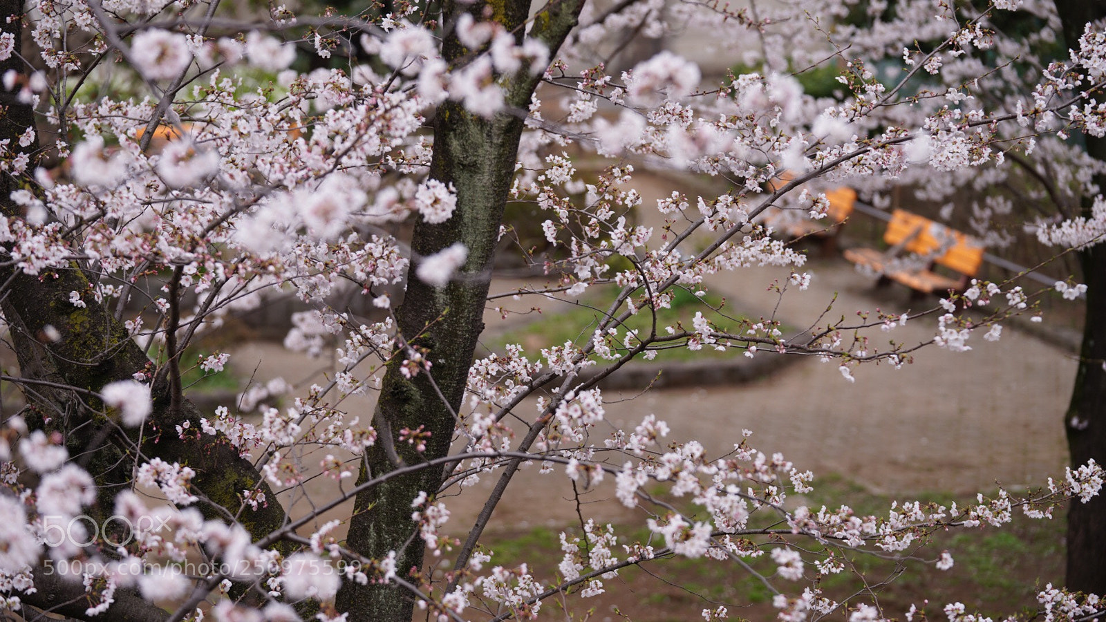 Sony a7R III sample photo. Untitled photography