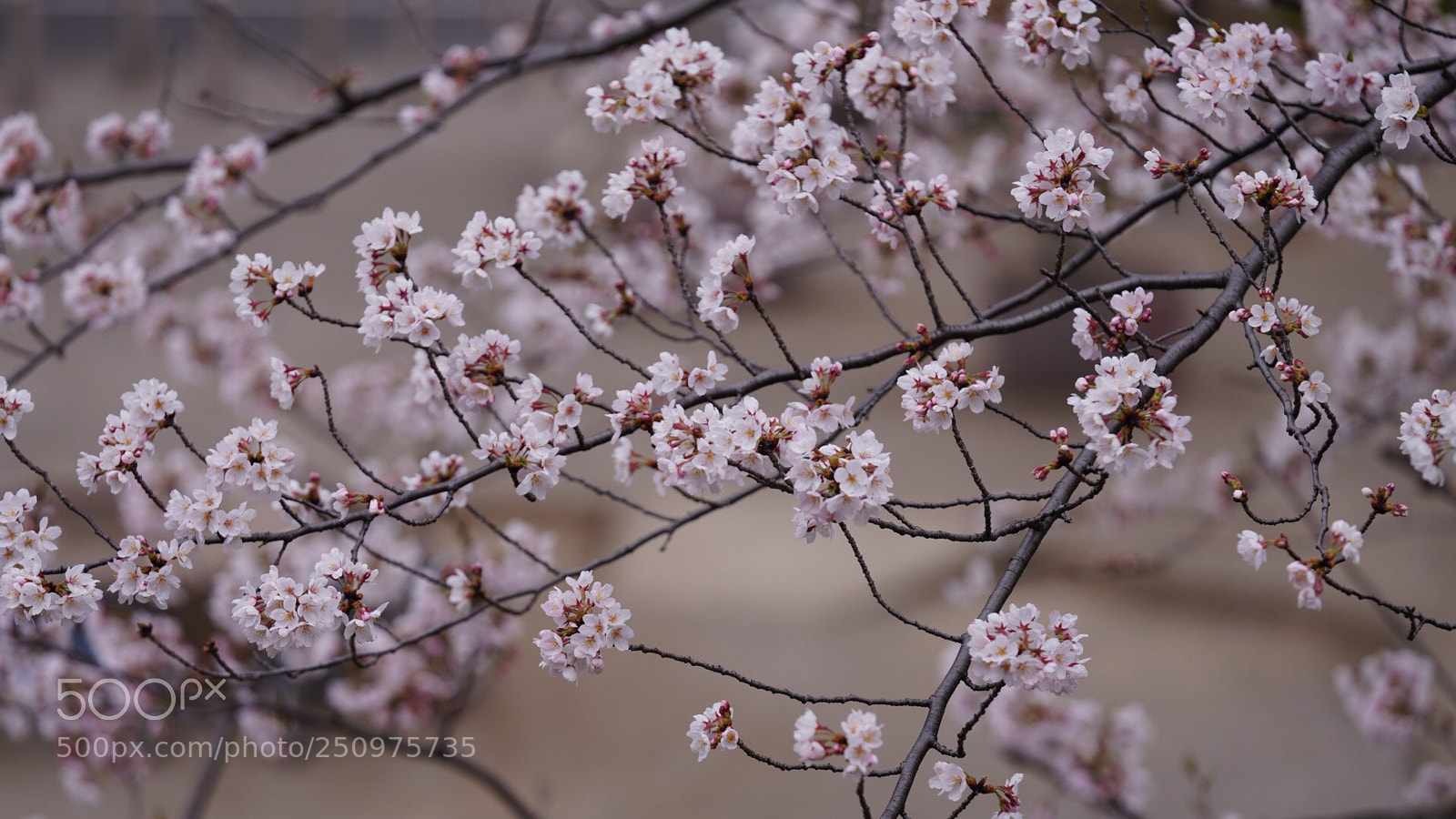 Sony a7R III sample photo. Untitled photography