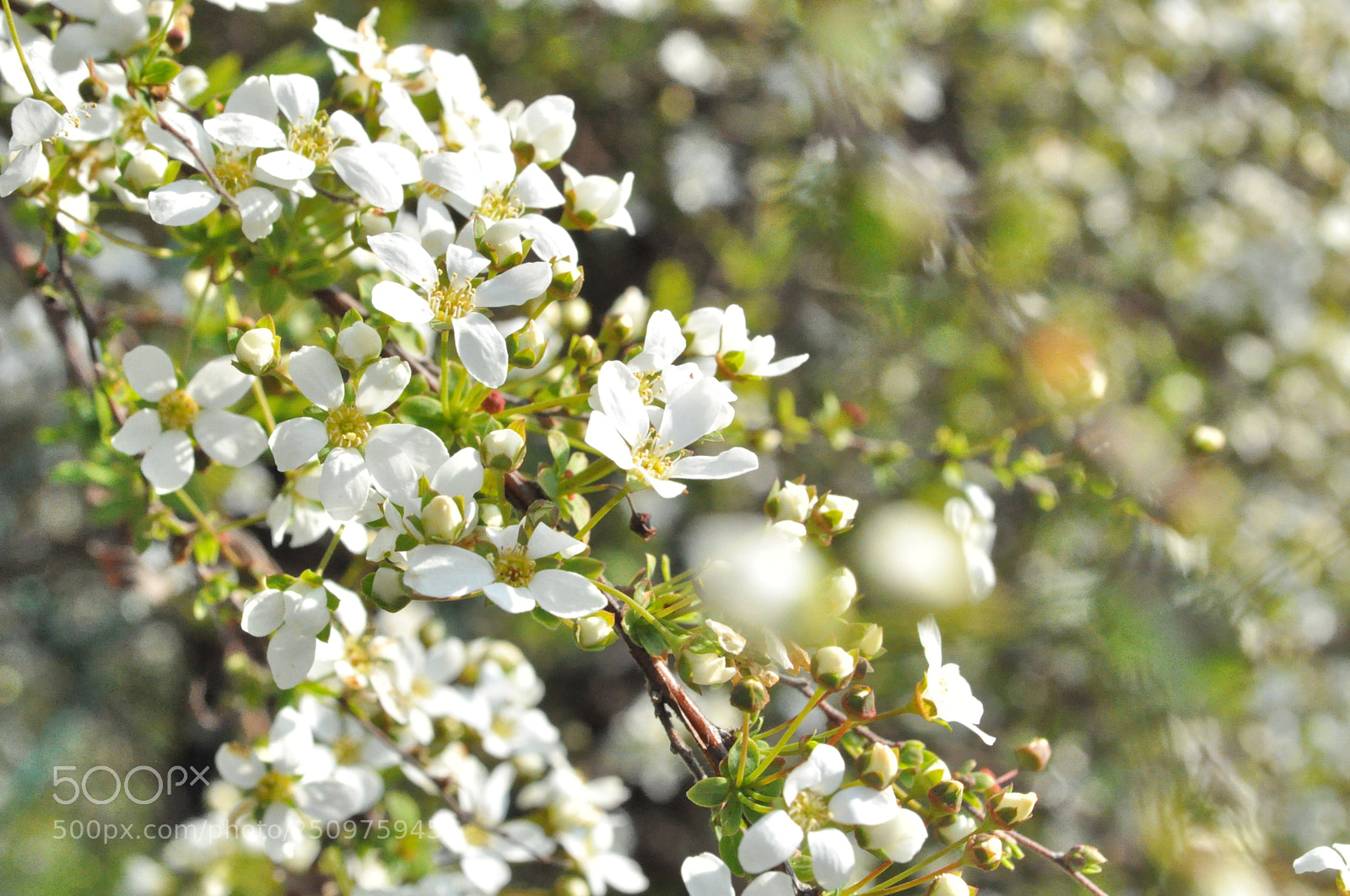 Nikon D5000 sample photo. La bella primavera photography
