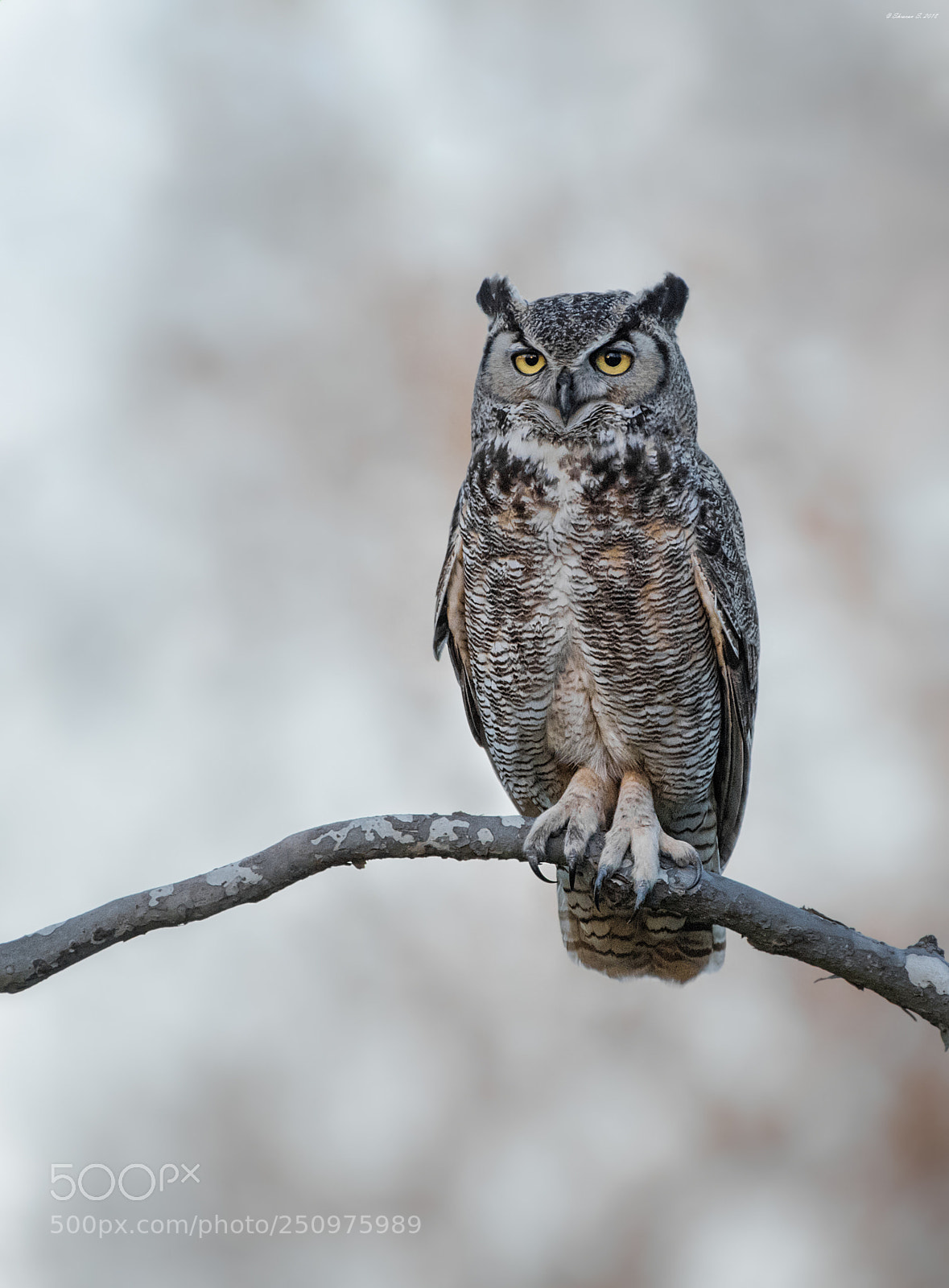 Nikon D810 sample photo. Winged tiger photography