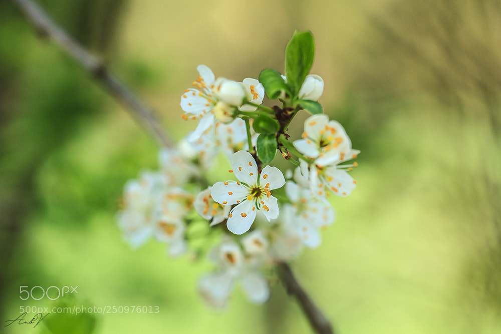 Canon EOS 7D sample photo. Le printemps photography