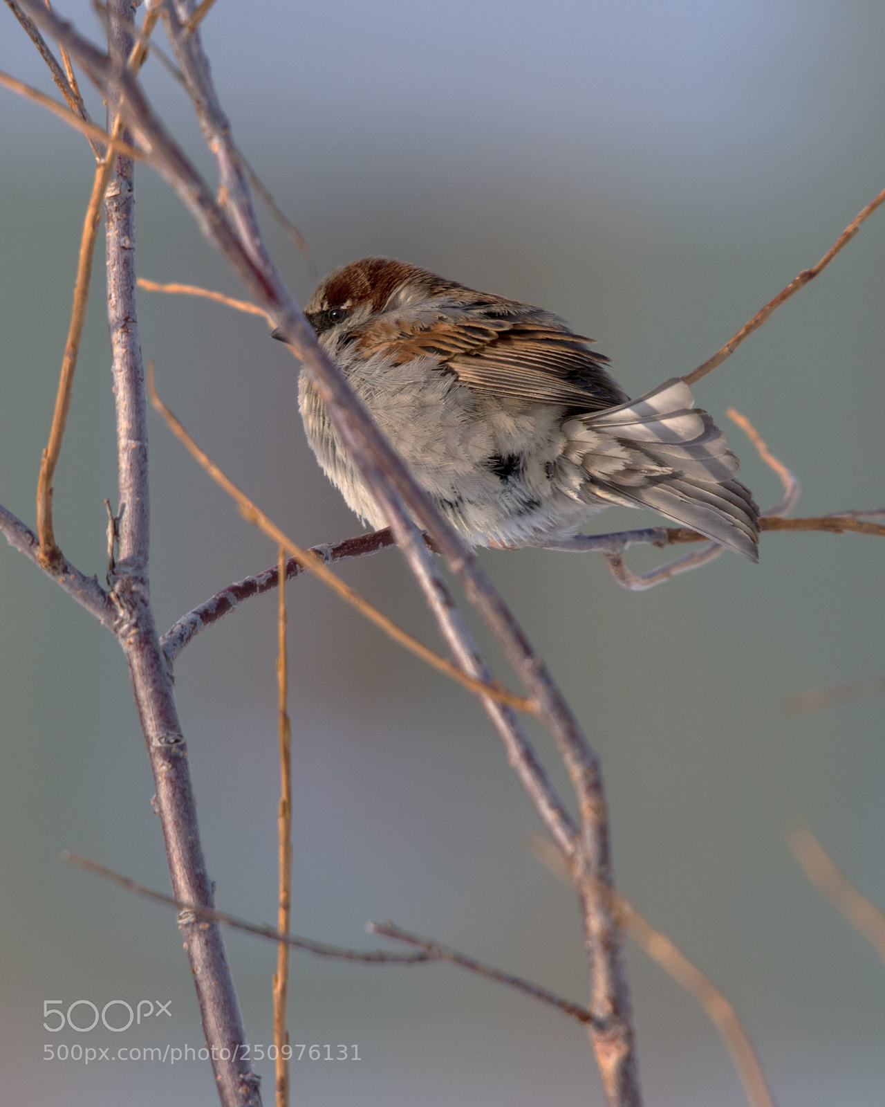 Canon EOS 80D sample photo. Passer domesticus photography