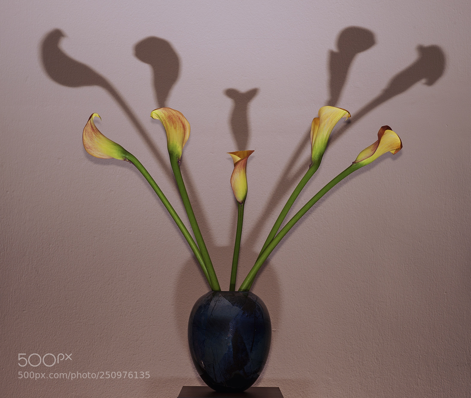Nikon D700 sample photo. Untitled photography