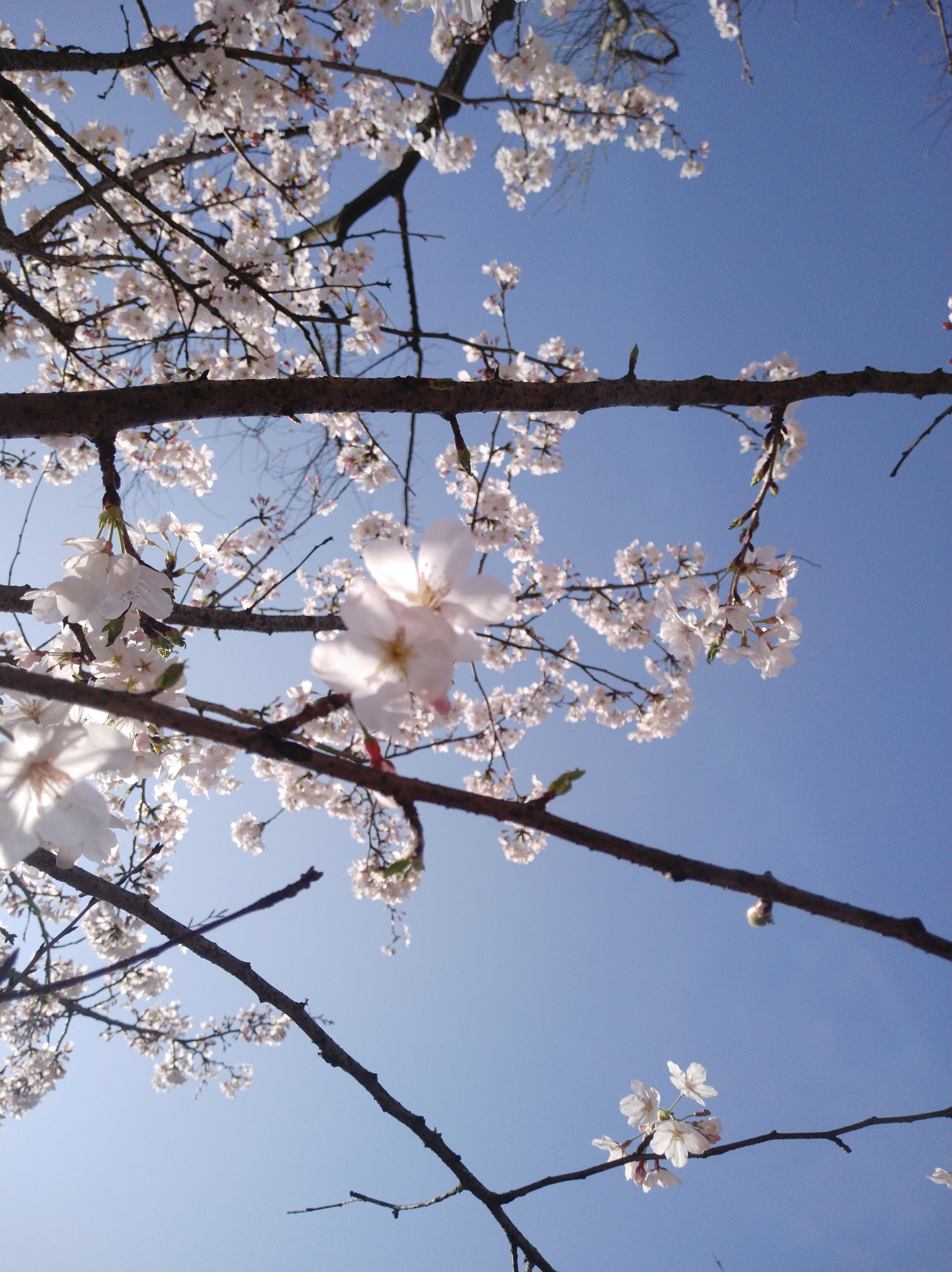 OPPO R11T sample photo. 桜 photography