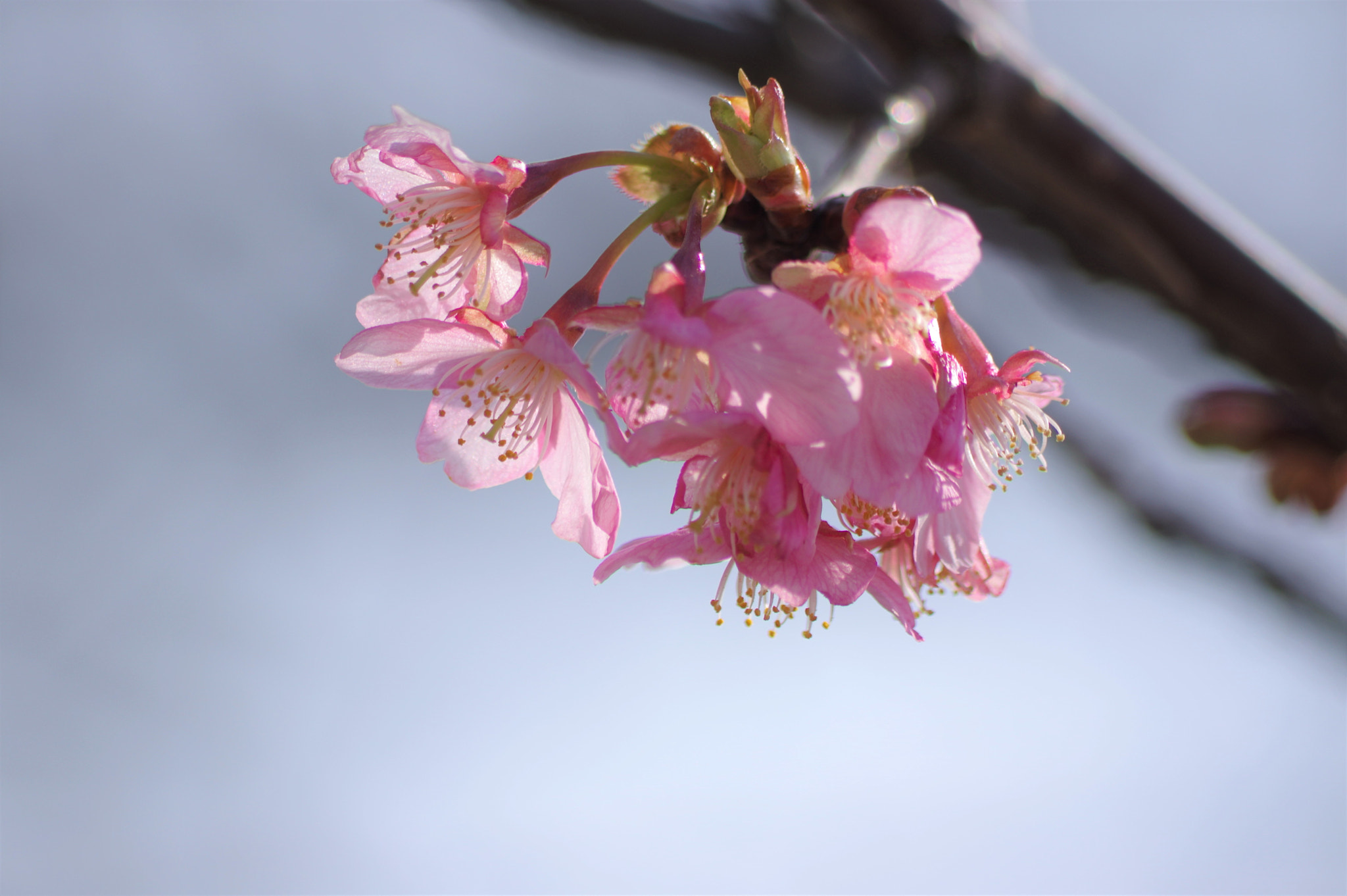 Pentax K-3 II sample photo. 河津桜　cherry blossoms photography