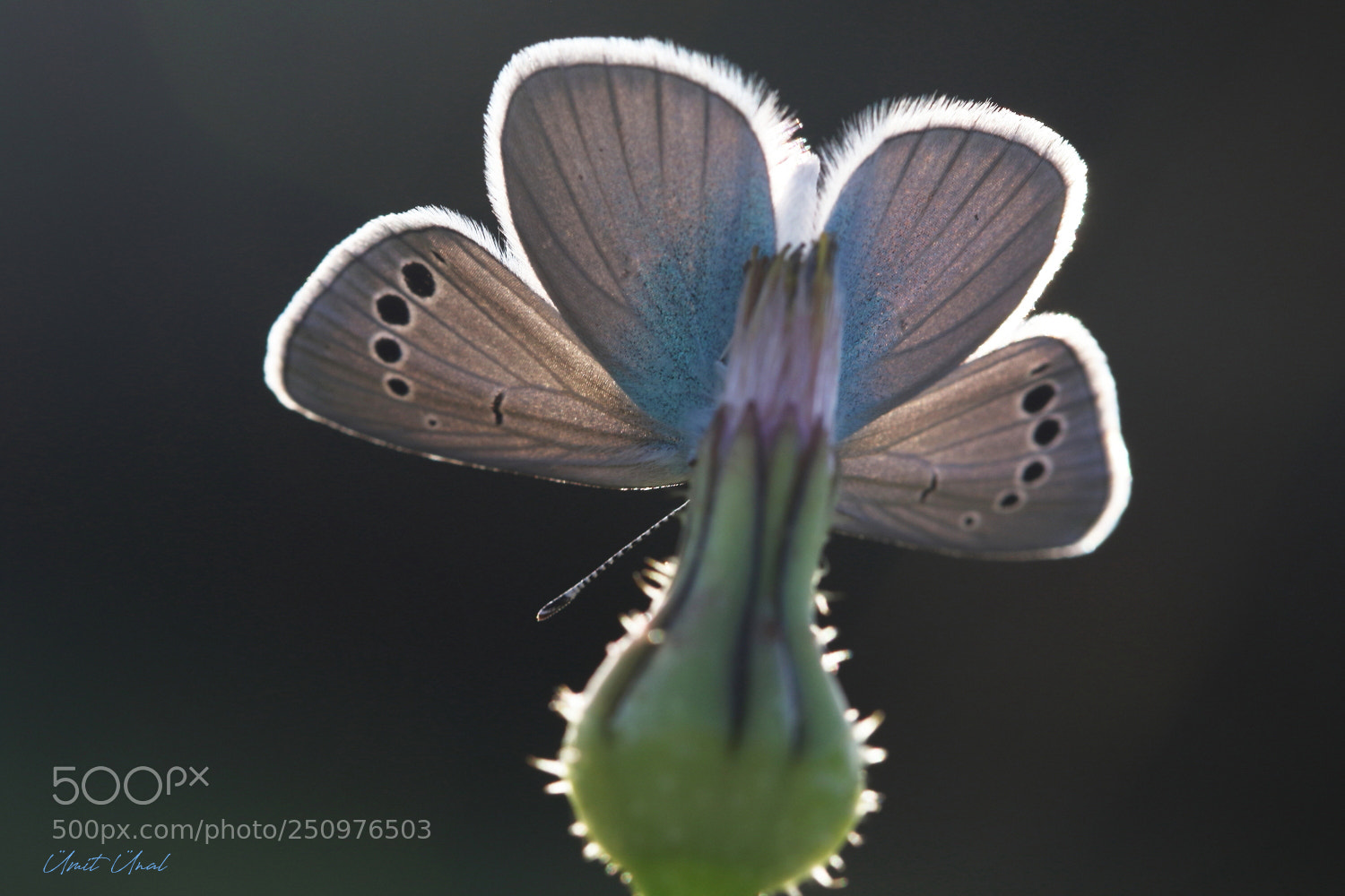 Canon EOS 7D Mark II sample photo. Green-underside blue photography