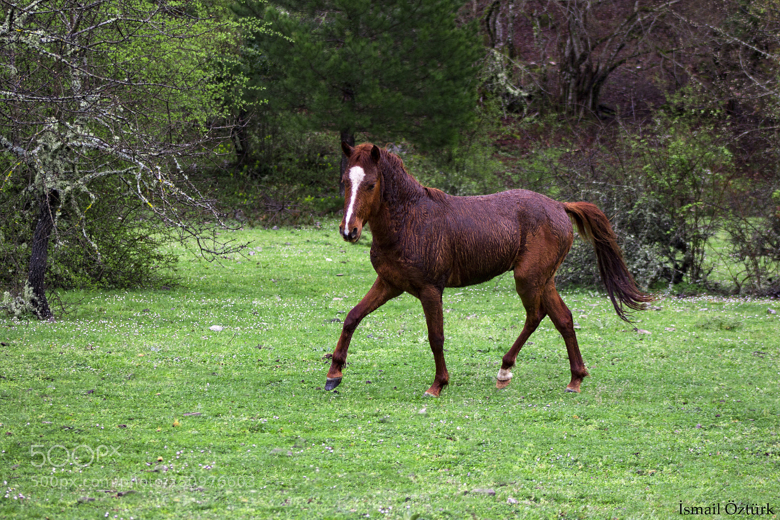 Canon EOS 60D sample photo. Wild horse photography