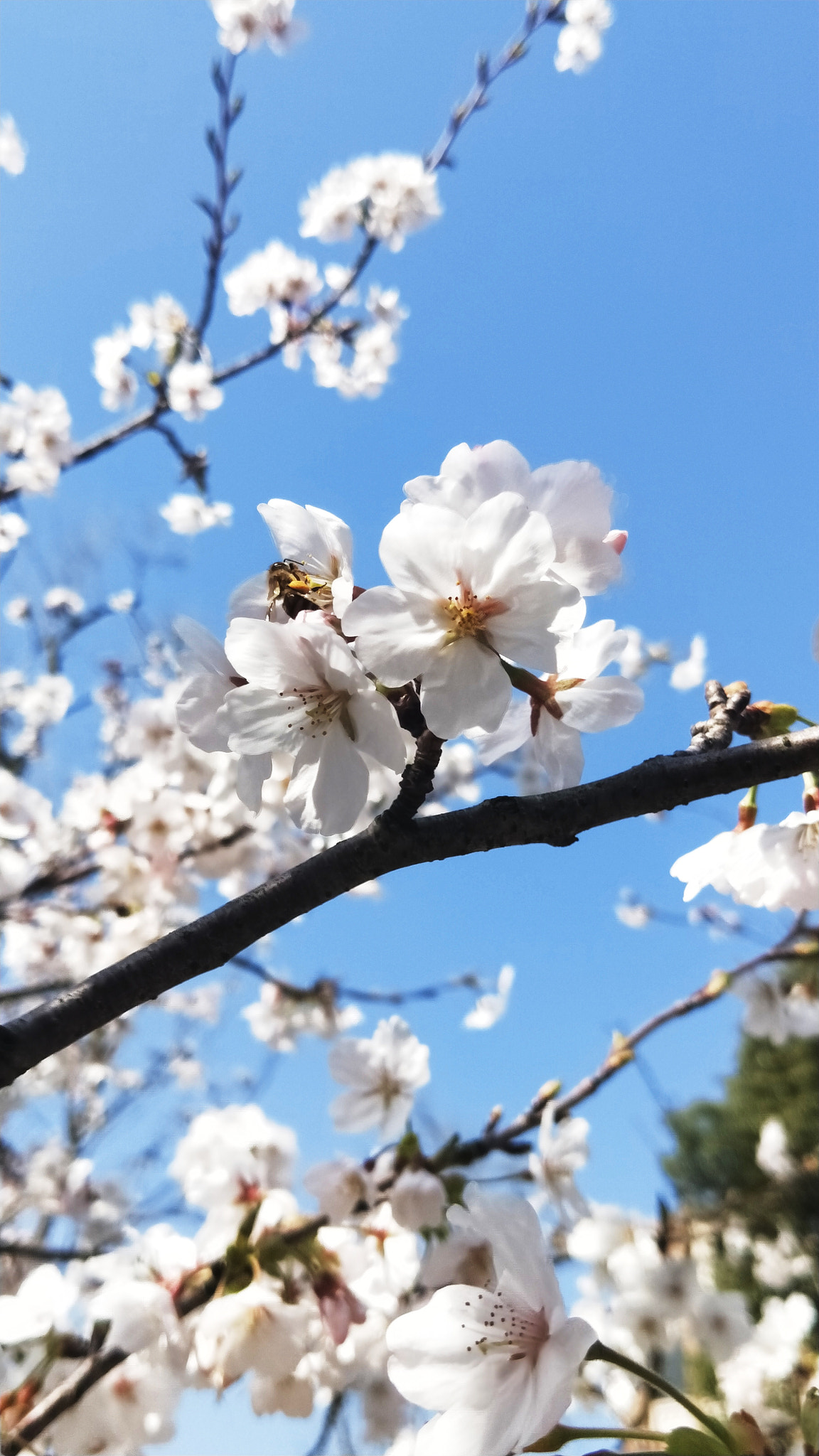 OPPO R11T sample photo. 桜 photography